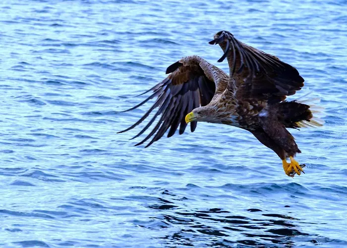 Ure Lodge, Leknes, Lofoten דירה Sennesvik